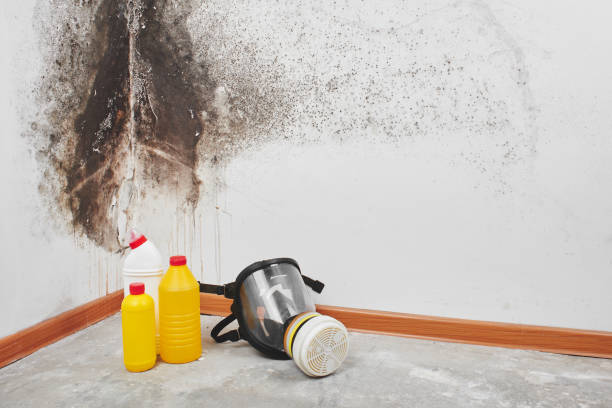 Home Mold Removal in Biscayne Park, FL