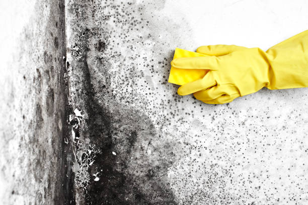 Best Attic Mold Removal  in Biscayne Park, FL