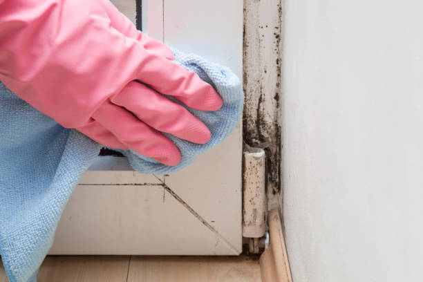Best Commercial Mold Removal  in Biscayne Park, FL
